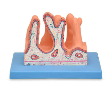 MODELO ANATOMICO DE LA SUPERFICIE INTERNA DEL YEYUNO