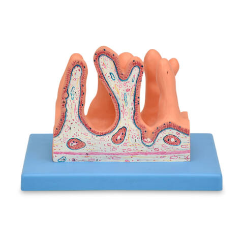 MODELO ANATOMICO DE LA SUPERFICIE INTERNA DEL YEYUNO