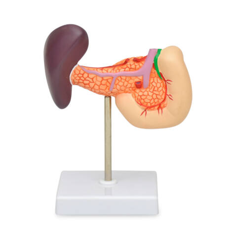 PANCREAS, DUODENO Y VESICULA