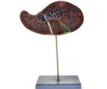 MODELO ANATOMICO DE HIGADO CON VESICULA BILIAR