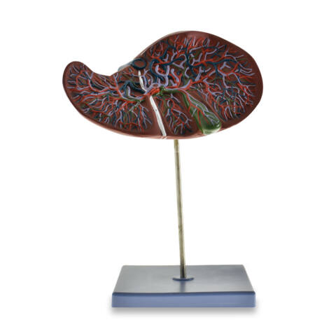 MODELO ANATOMICO DE HIGADO CON VESICULA BILIAR