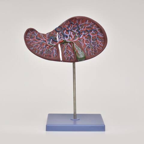 MODELO ANATOMICO DE HIGADO CON VESICULA BILIAR - Imagen 4