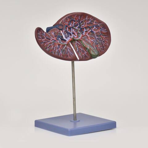 MODELO ANATOMICO DE HIGADO CON VESICULA BILIAR - Imagen 5