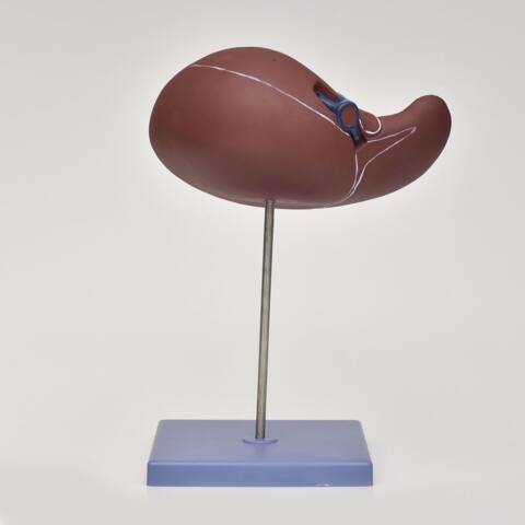 MODELO ANATOMICO DE HIGADO CON VESICULA BILIAR - Imagen 2