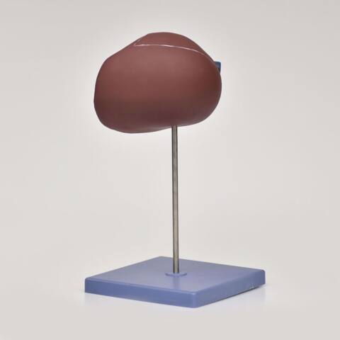 MODELO ANATOMICO DE HIGADO CON VESICULA BILIAR - Imagen 3