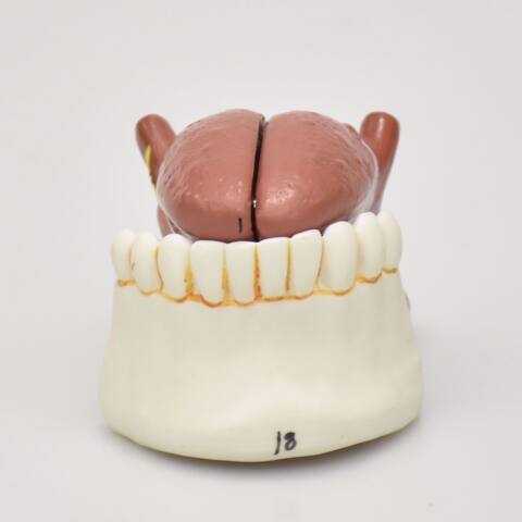 MODELO DE LA LENGUA - Imagen 3