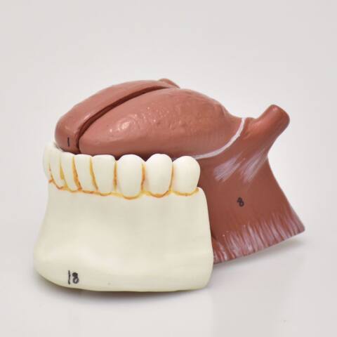 MODELO DE LA LENGUA - Imagen 4