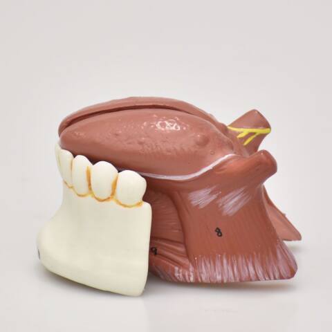 MODELO DE LA LENGUA - Imagen 5