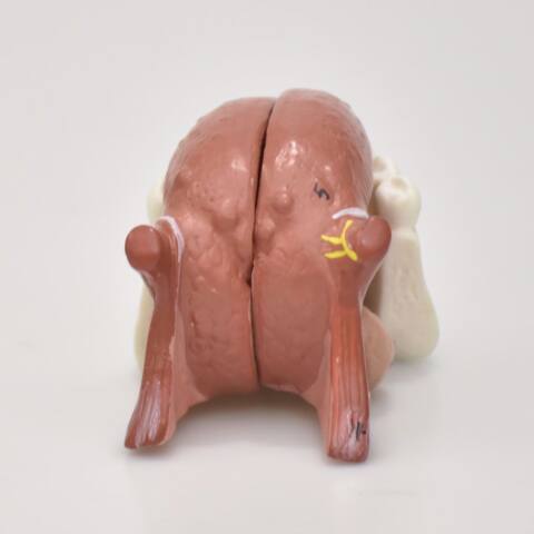 MODELO DE LA LENGUA - Imagen 2