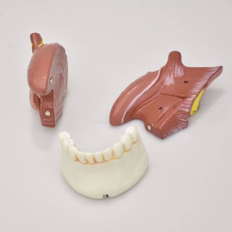 MODELO DE LA LENGUA - Imagen 6