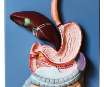 MODELO ANATOMICO DEL SISTEMA DIGESTIVO