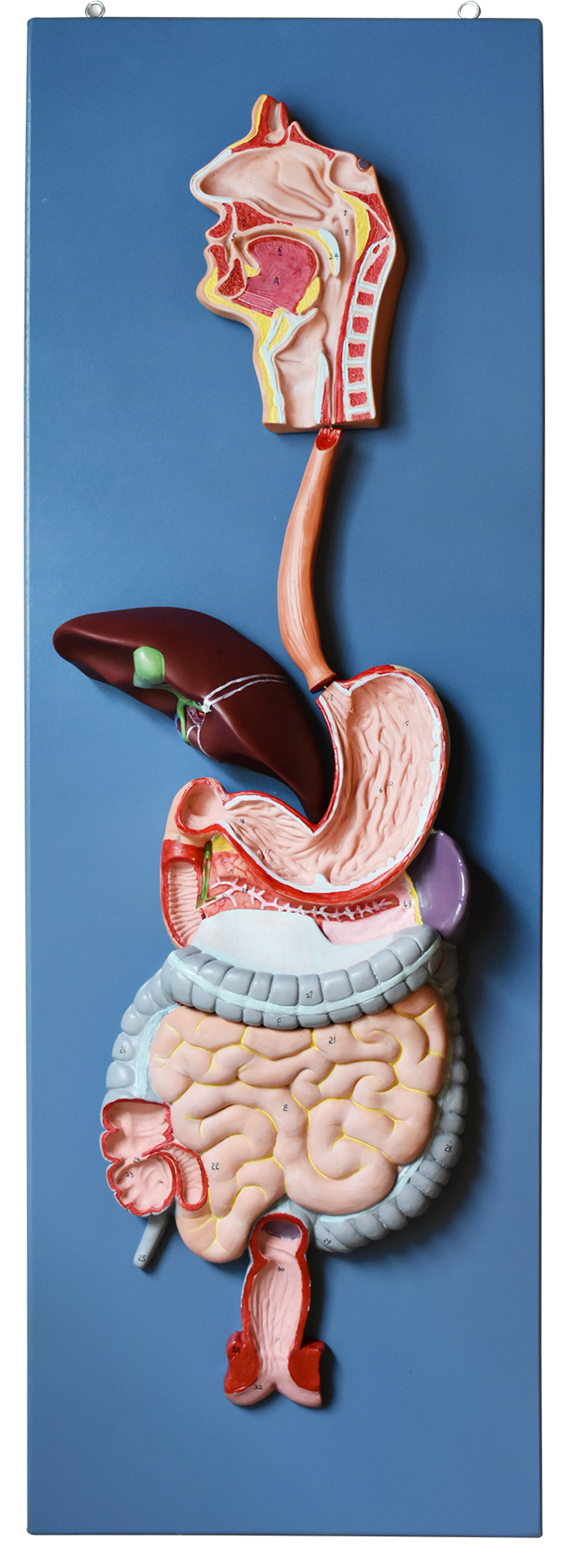 MODELO ANATOMICO DEL SISTEMA DIGESTIVO – Amaro & King, Proveedor de Equipo  para Laboratorios