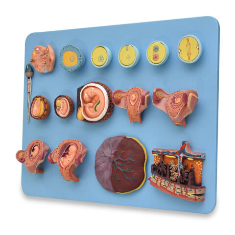 MODELO DEL SISTEMA ENDOCRINO - Imagen 2