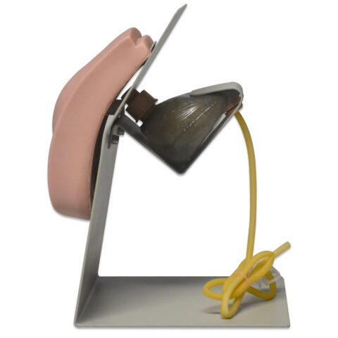 Simulador de sondaje uretral femenino - Imagen 3
