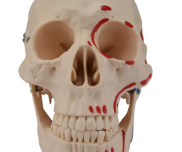 CRANEO CON INSERCIONES DE MUSCULO PINTADOS