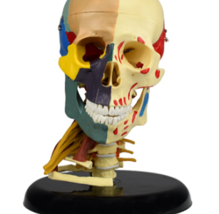 CRANEO CON CUELLO CON COLORES