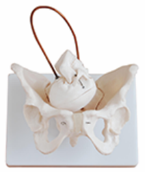 SIMULADOR MODELO PELVIS Y FETO ESQUELETO