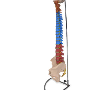 Columna vertebral de colores