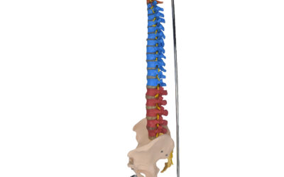Columna vertebral de colores