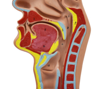 Modelo de cavidad nasal, oral, garganta y faringe