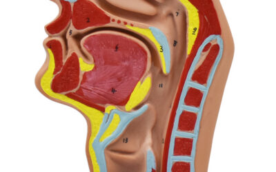 Modelo de cavidad nasal, oral, garganta y faringe