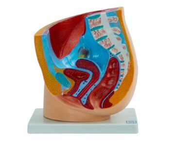 Pelvis femenina