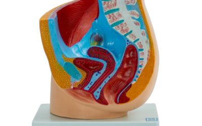 Pelvis femenina