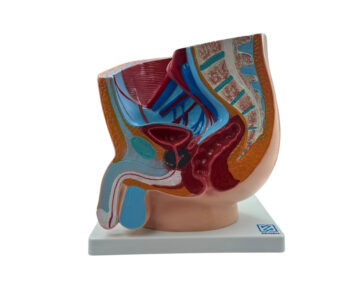 Pelvis masculina