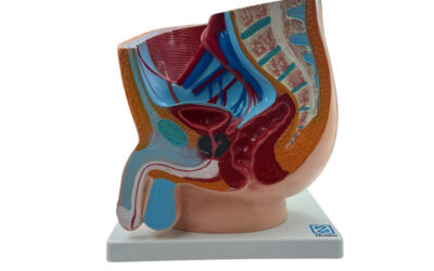 Pelvis masculina