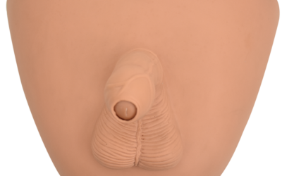 Simulador de circuncisión