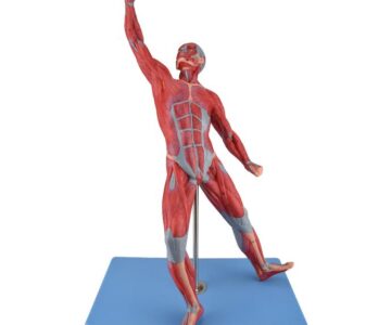 Modelo anatómico muscular masculino