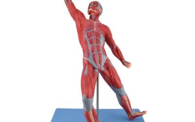 Modelo anatómico muscular masculino