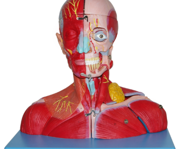 Cabeza y cuello con vasos sanguíneos, nervios y cerebro