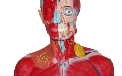 Cabeza y cuello con vasos sanguíneos, nervios y cerebro