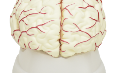 Cerebro blanco con arterias