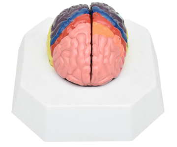 Cerebro de localización de funciones cerebrales por colores