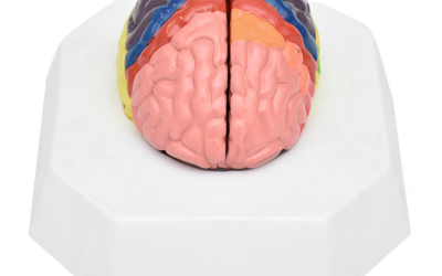 Cerebro de localización de funciones cerebrales por colores