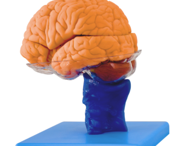 Cerebro con tallo cerebral