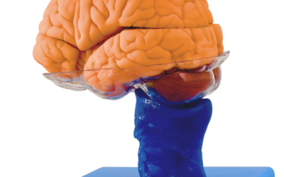 Cerebro con tallo cerebral