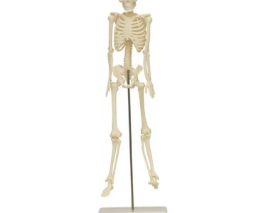 Esqueleto de 18 cm
