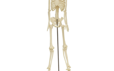 Esqueleto de 18 cm