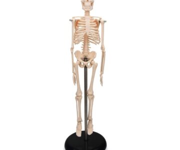Esqueleto de 45 cm