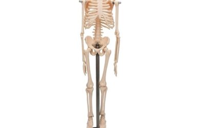 Esqueleto de 45 cm