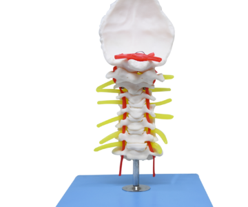 Vértebra cervical