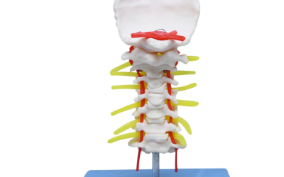 Vértebra cervical
