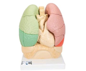 Pulmon anatomico por segmentos