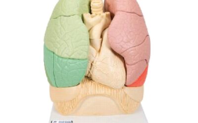 Pulmon anatomico por segmentos